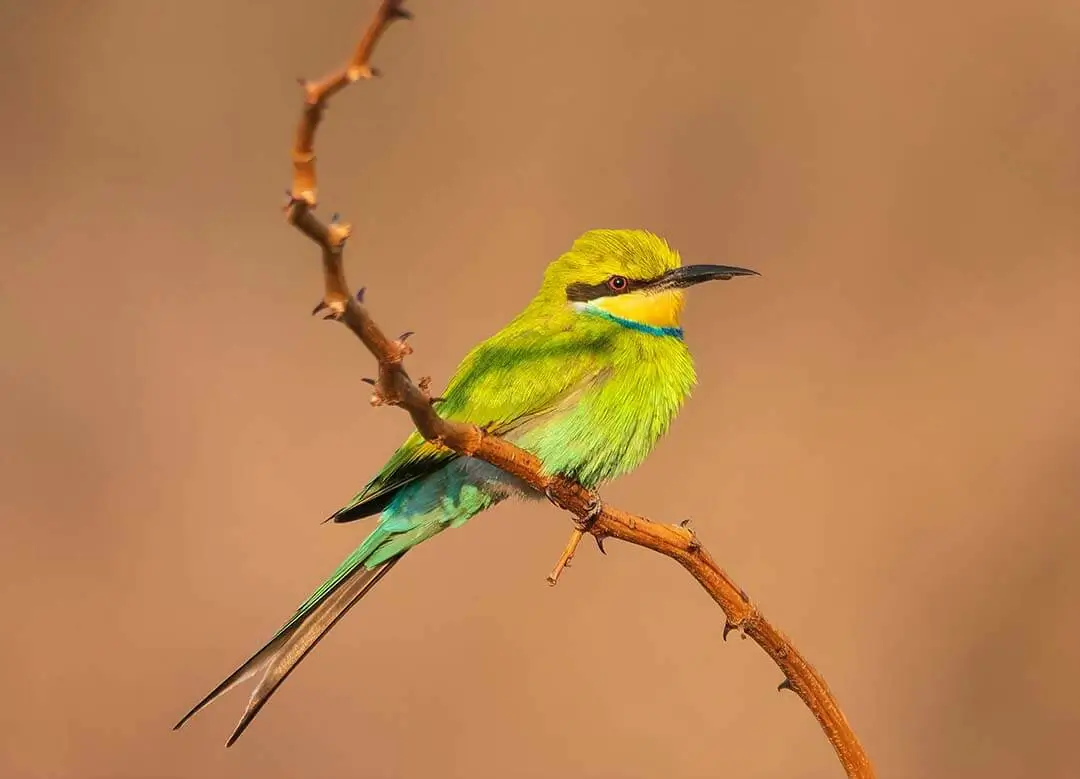 Swallow-tailed Bee-eater